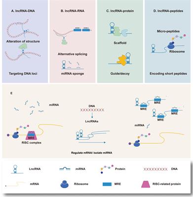 Long Noncoding RNA: Shining Stars in the Immune Microenvironment of Gastric Cancer